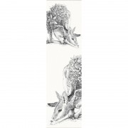 Bookmark -  Bridled Nailtail Wallaby